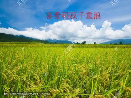 新教材《喜看稻菽千重浪》课件(共24张PPT)