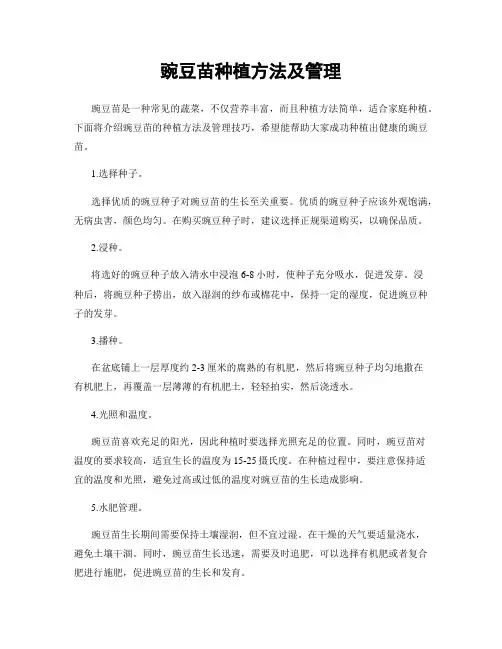 豌豆苗种植方法及管理