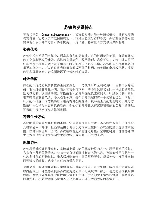 苏铁的观赏特点