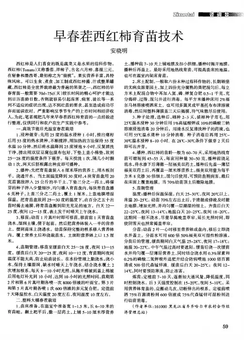 早春茬西红柿育苗技术