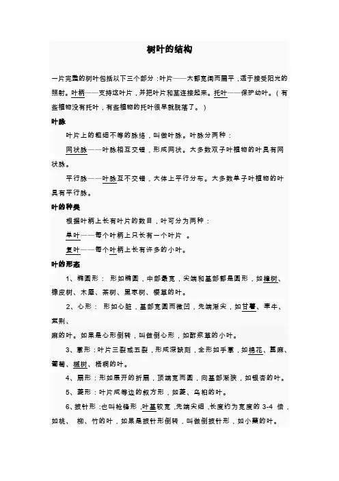 树叶的结构