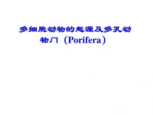 第3、4章 多细胞动物的起源多孔动物门