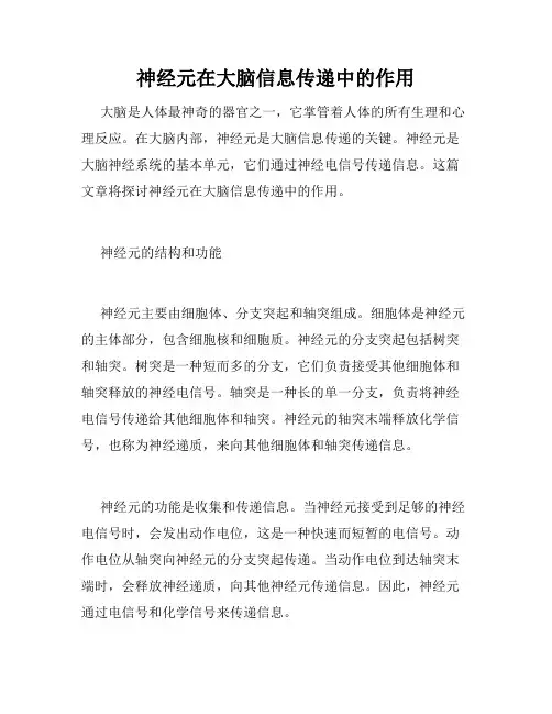 神经元在大脑信息传递中的作用