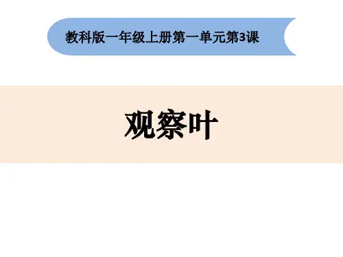 新教科版一年级上册科学《观察叶》精品教学课件