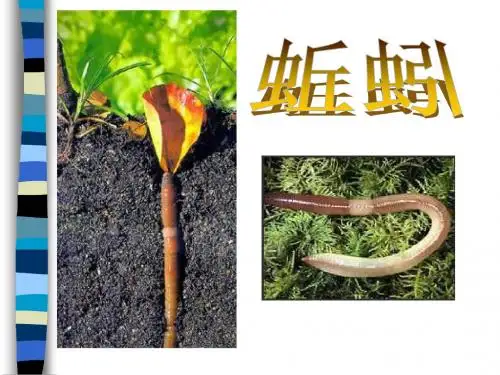科学三年级上《蚯蚓》