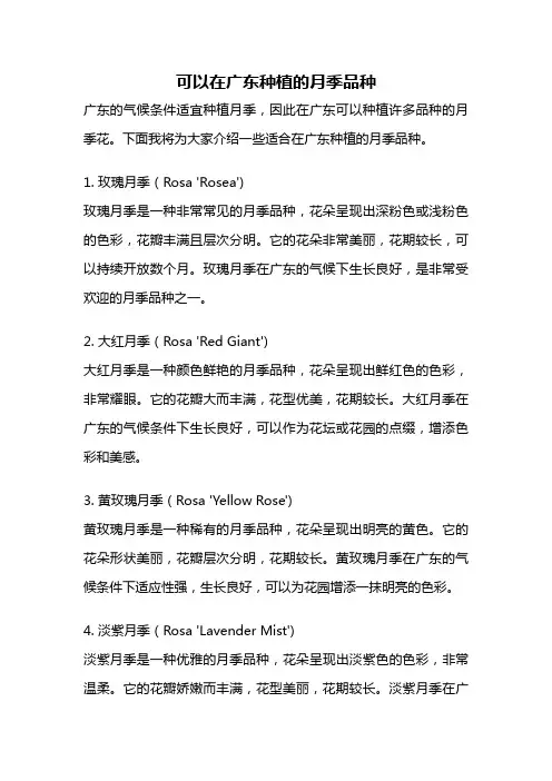 可以在广东种植的月季品种