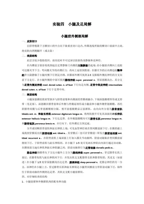 试验四小腿及足局解