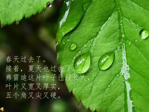 片叶子的生命之旅(缩图版)