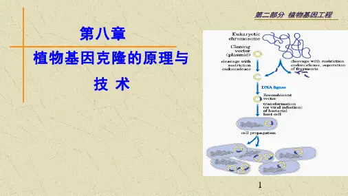 植物生物技术-植物基因克隆的原理与技术