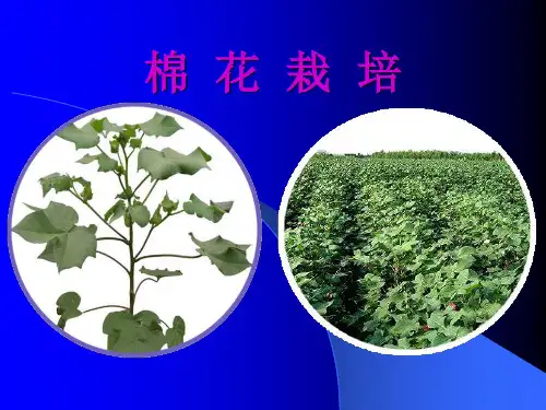 农作物生产技术(棉花)教材