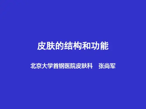 皮肤的结构和功能