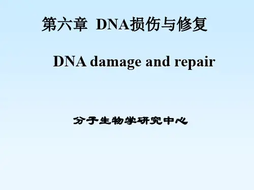 DNA损伤与修复