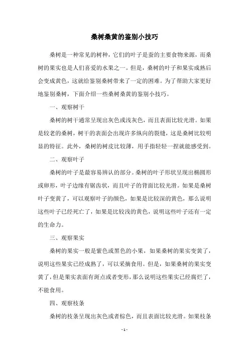 桑树桑黄的鉴别小技巧