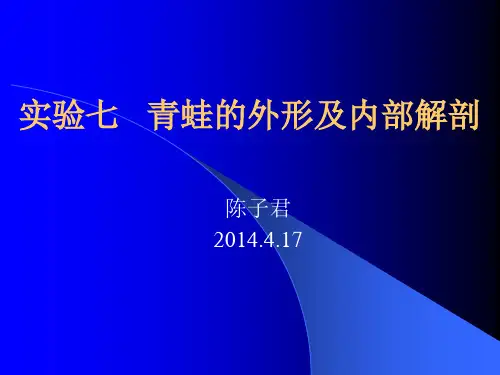 实验七   青蛙的外形及内部解剖