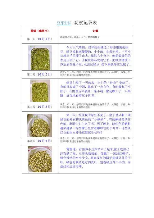豆芽生长  观察记录表
