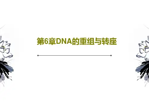 第6章DNA的重组与转座PPT文档95页