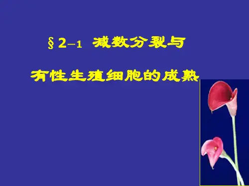 减数分裂new3ppt课件
