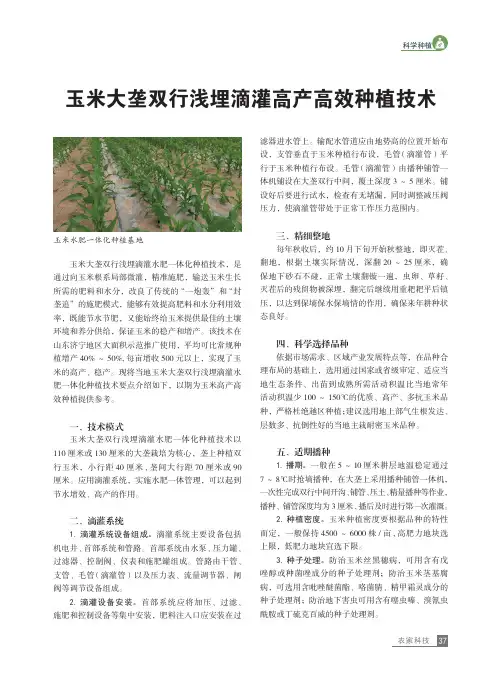 玉米大垄双行浅埋滴灌高产高效种植技术