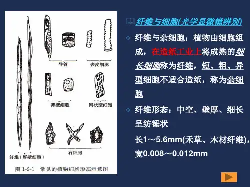 造纸PPT课件