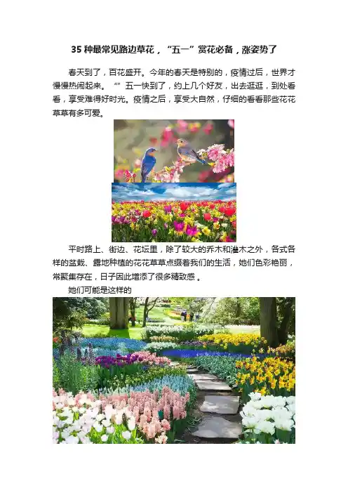 35种最常见路边草花，“五一”赏花必备，涨姿势了
