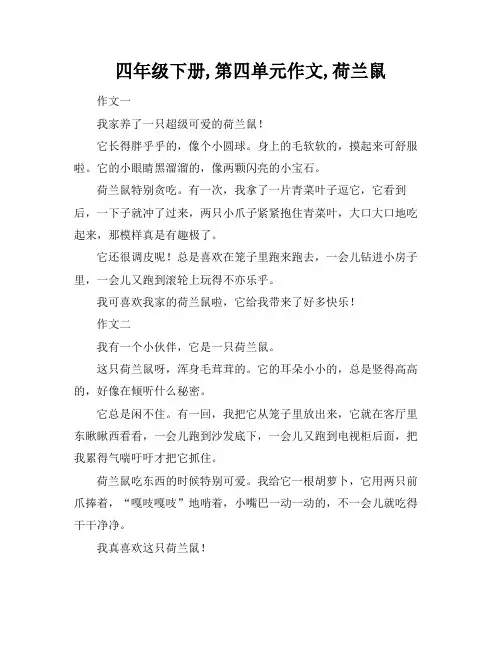 四年级下册,第四单元作文,荷兰鼠