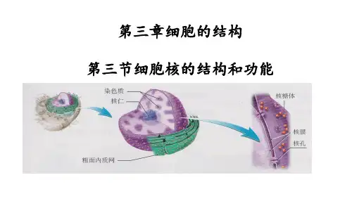 高中生物人教版 必修1《3.3细胞核的结构和功能》课件(20张PPT)