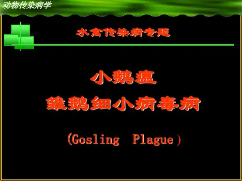 动物传染病课件  小鹅瘟