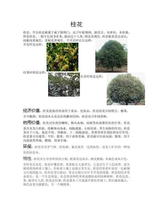 桂花的身份证