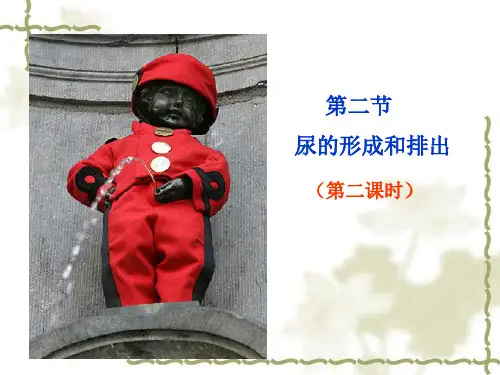 第二节尿的形成与排出(第二课时)