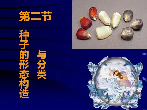第二节 种子的形态结构与分类 ppt课件