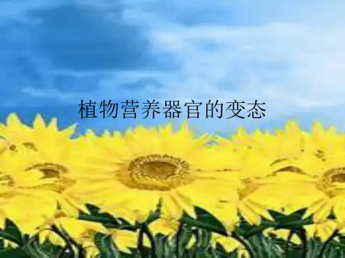 植物营养器官的变态MicrosoftPowerPoint演示文稿 2