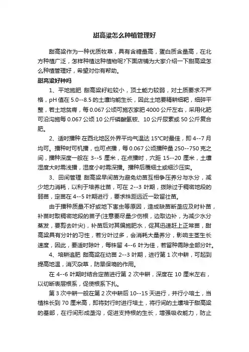甜高粱怎么种植管理好