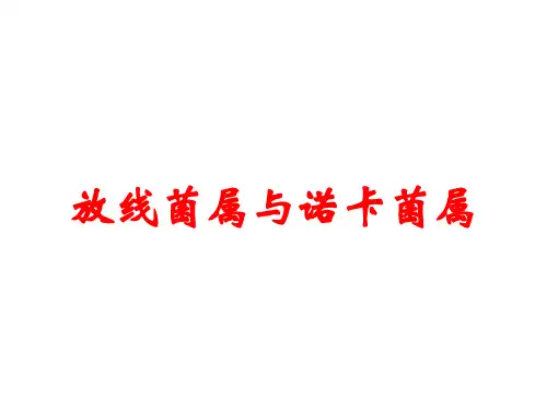 放线菌属与诺卡菌属