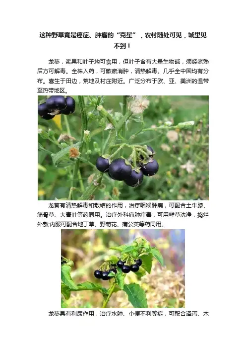 这种野草竟是癌症、肿瘤的“克星”，农村随处可见，城里见不到！