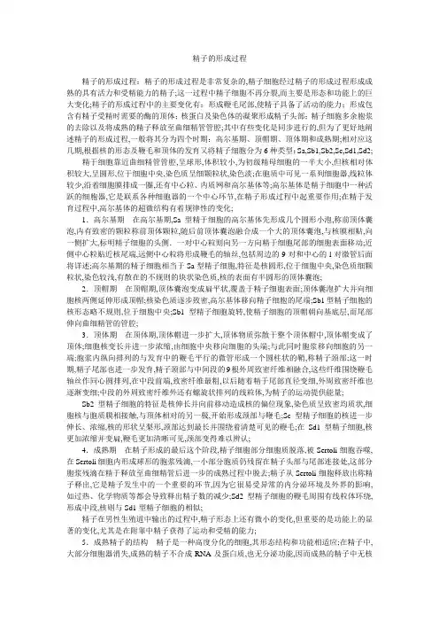 精子的形成过程