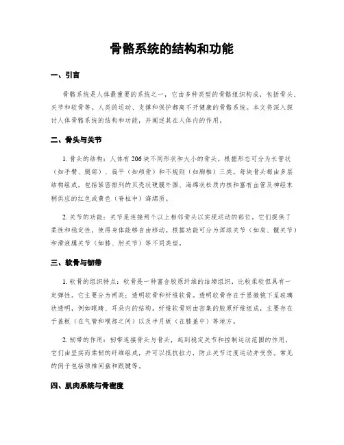 骨骼系统的结构和功能