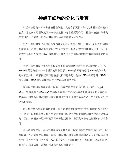 神经干细胞的分化与发育