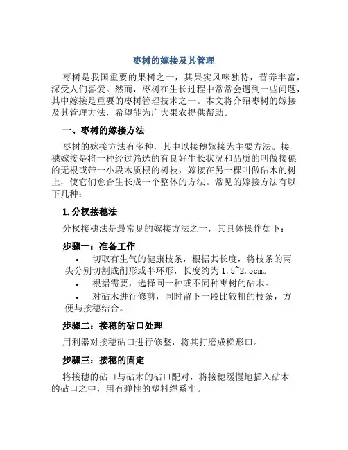 枣树的嫁接及其管理