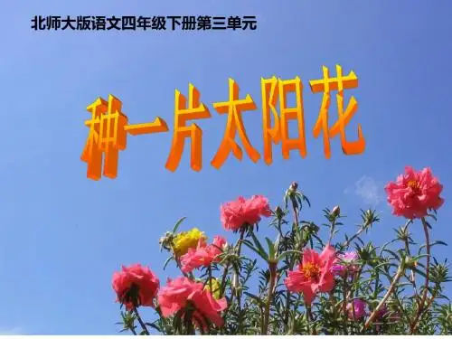 种一片太阳花PPT课件