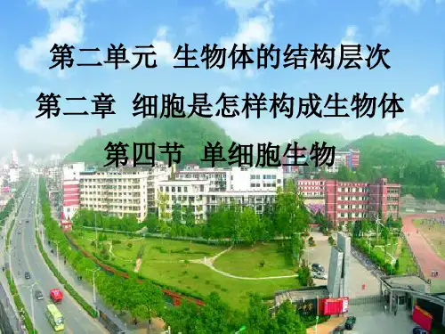 第四节单细胞生物37页PPT