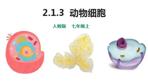 人教版七年级生物上册第三节动物细胞