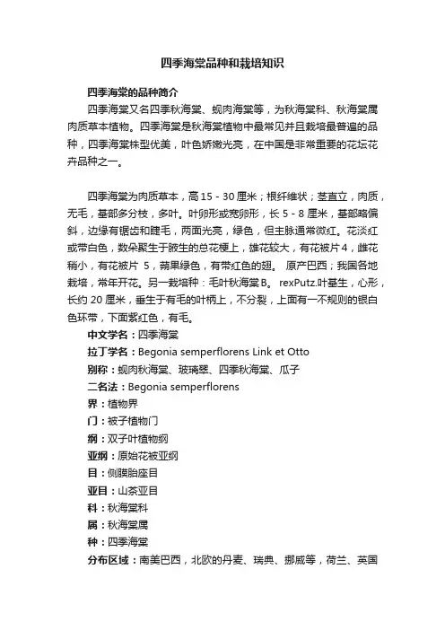 四季海棠品种和栽培知识