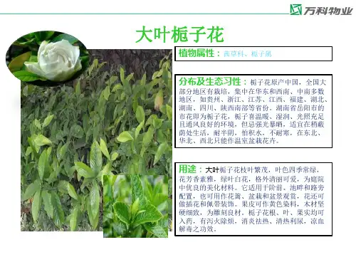 万科物业常见植物图册2
