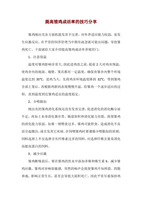 提高雏鸡成活率的技巧分享