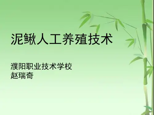 泥鳅人工养殖技术.pptx