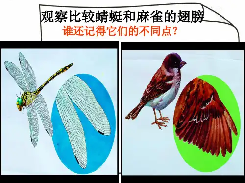 粤教科技版三年级下册科学课件8蜻蜓和麻雀第二课时