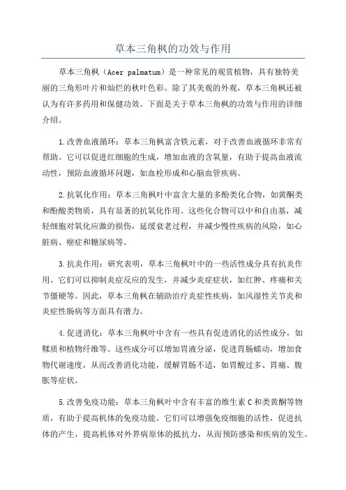 草本三角枫的功效与作用