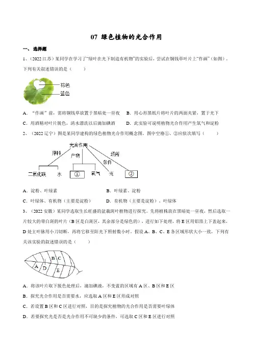 专题07 绿色植物的光合作用(原卷版)