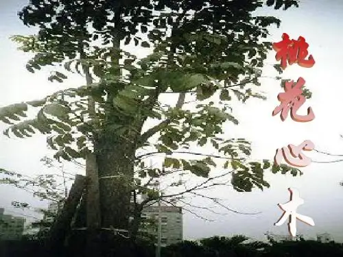 《桃花心木》ppt课件
