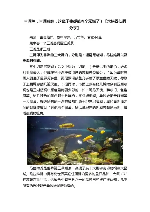 三湖鱼，三湖慈鲷，这辈子我都能养全无憾了！【水族圈低调分享】